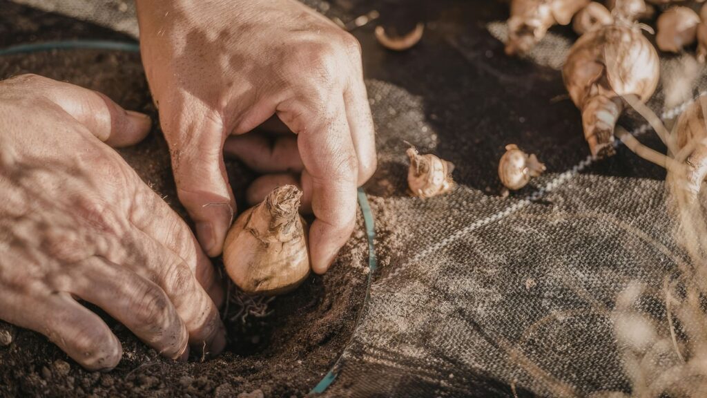 Cebula dymka w ziemi podczas sadzenia.